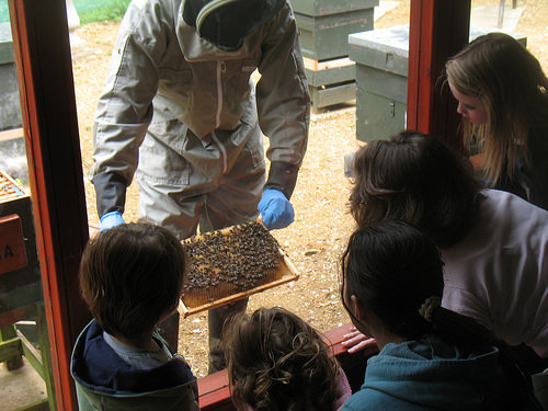 The apiary at Hinchingbrooke Country Park