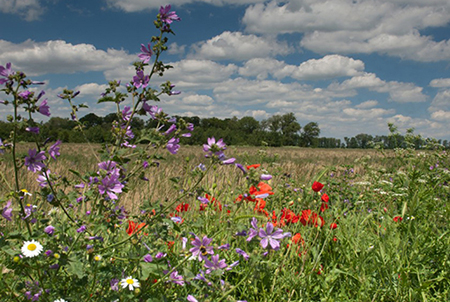 Flowers in Huntingdonshire