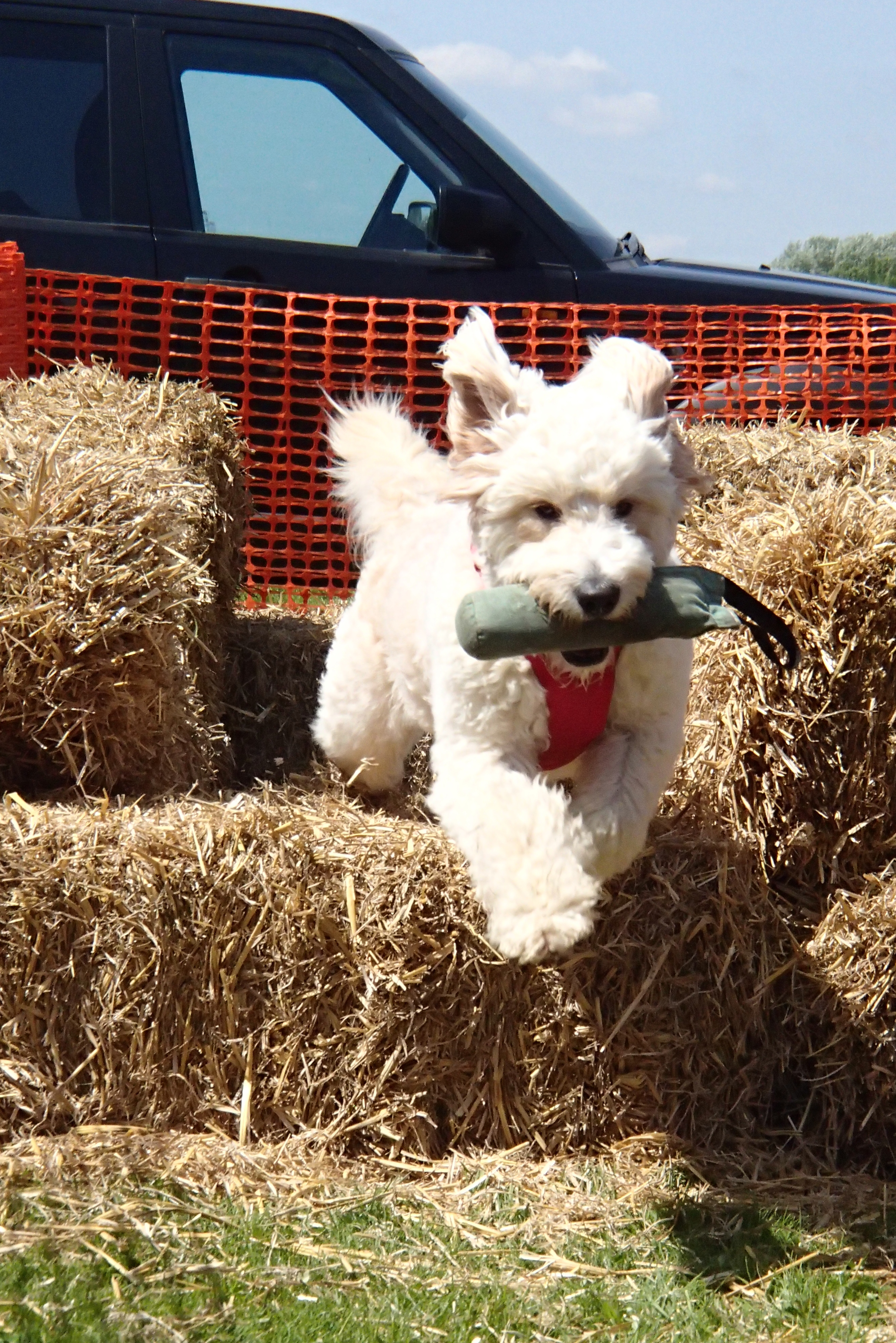 Dog jumping over a hay bale