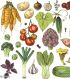 Vegetables Vegetables